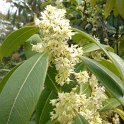Osmanthus decorus (2)